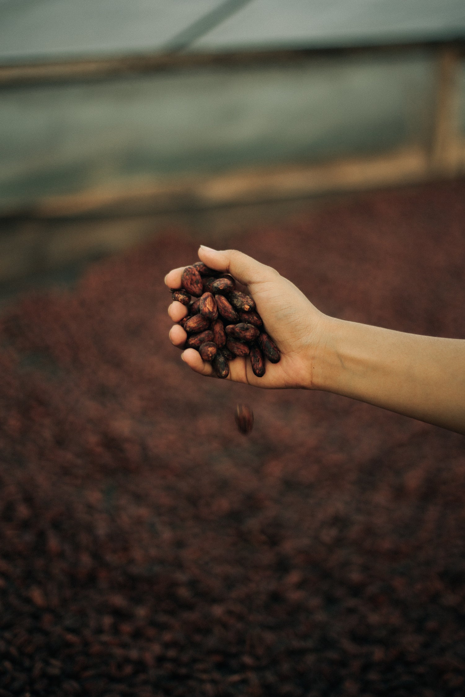 Sustainably Produced Chocolates